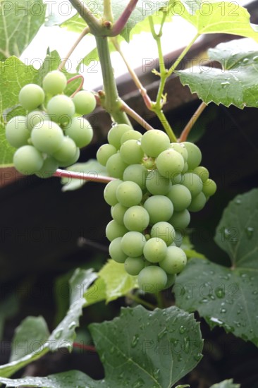 Grapes on the vine, summer, Germany