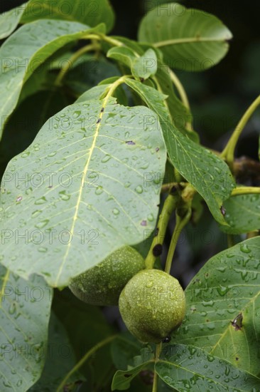 Walnut on a tree, summer, Germany
