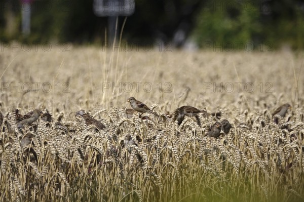 Cornfield with sparrows, summer, Germany