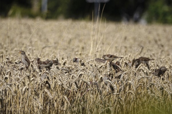 Cornfield with sparrows, summer, Germany