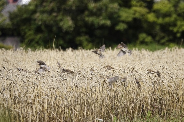Cornfield with sparrows, summer, Germany