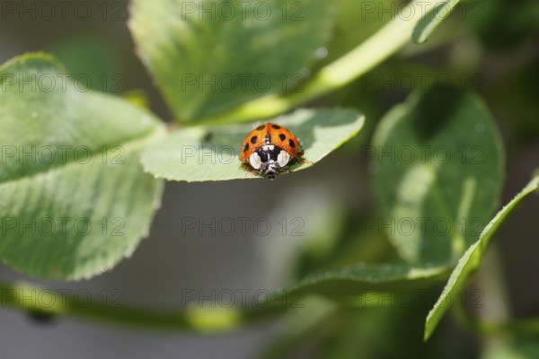 Asian lady beetle (Harmonia axyridis), multicoloured or harlequin ladybird on leaf, North Rhine-Westphalia, Germany