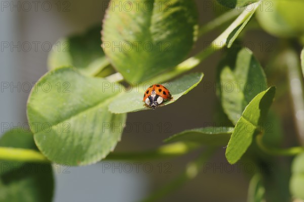 Asian lady beetle (Harmonia axyridis), multicoloured or harlequin ladybird on leaf, North Rhine-Westphalia, Germany