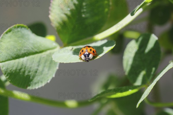 Asian lady beetle (Harmonia axyridis), multicoloured or harlequin ladybird on leaf, North Rhine-Westphalia, Germany