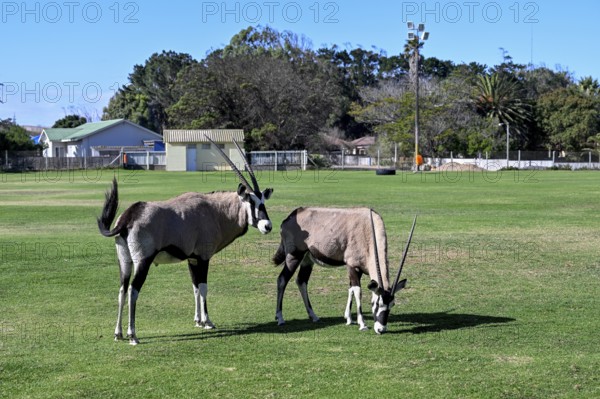 Oryx antelopes or gemsboks (Oryx gazella) on the sports field of Oranjemund, Diamond Sperrgebiet, Karas region, Namibia