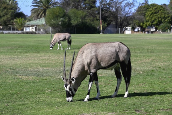 Oryx antelopes or gemsboks (Oryx gazella) on the sports field of Oranjemund, Diamond Sperrgebiet, Karas region, Namibia