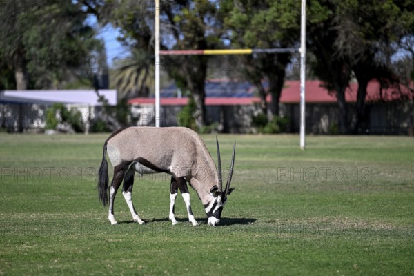 Oryx antelope or gemsbok (Oryx gazella) on the sports field of Oranjemund, Diamond Sperrgebiet, Karas Region, Namibia