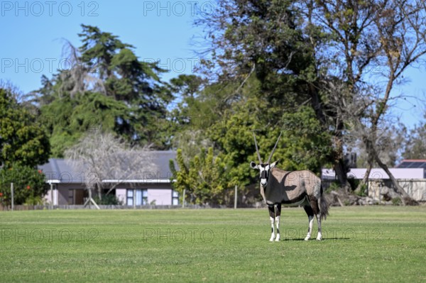 Oryx antelope or gemsbok (Oryx gazella) on the sports field of Oranjemund, Diamond Sperrgebiet, Karas Region, Namibia