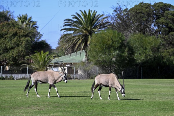 Oryx antelopes or gemsboks (Oryx gazella) on the sports field of Oranjemund, Diamond Sperrgebiet, Karas region, Namibia