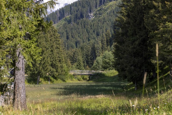 Wetland and wooden bridge, Campra, Blenio, Ticino, Switzerland