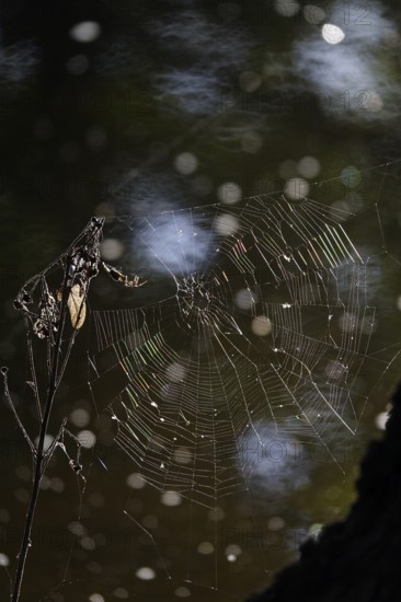 Spider and its web, bokeh, summer, Germany