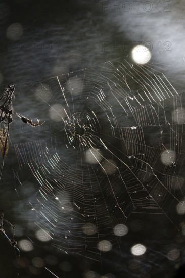 Spider and its web, bokeh, summer, Germany