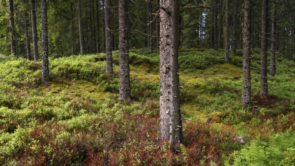 Forest floor overgrown with blueberry bushes, ferns and moss, tree trunks, coniferous forest, near Eidsvoll, Norway