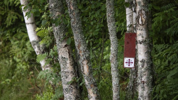 Wooden plaque, waymarker Olav's Cross for pilgrims, birch trees, near Eidsvoll, Norway