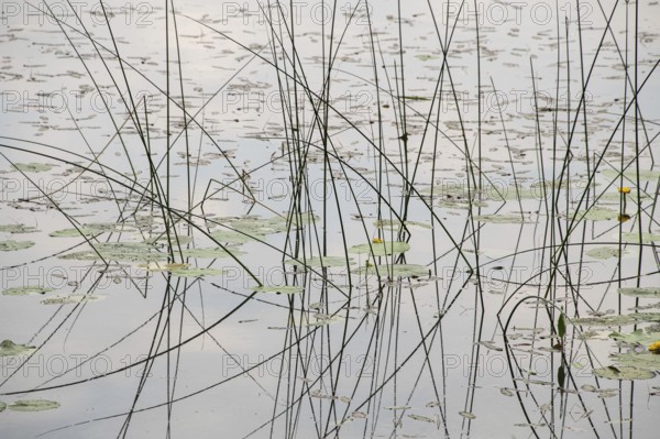 Tall grasses and water lily pads protrude from the calm waters of a pond, Jessheim, UIllensaker, Akershus County, Norway