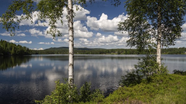 View over a lake through birch trunks, sunny day, blue sky with clouds, near Eidsvoll, Norway