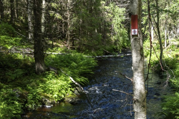 Wooden plaque, Olav's Cross trail marker for pilgrims, stream, coniferous forest, near Eidsvoll, Norway