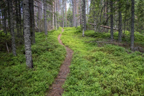Narrow path winds through a dense, green coniferous forest, ground covered with blueberry bushes, Olavsweg or Olavsleden, Norway