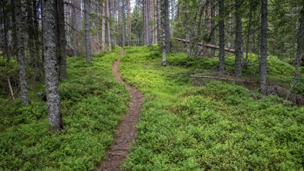 Narrow path winds through a dense, green coniferous forest, ground covered with blueberry bushes, Olavsweg or Olavsleden, Norway