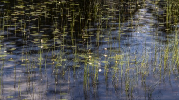Calm pond reminiscent of Claude Monet with water lily leaves and reeds, long exposure, Norway