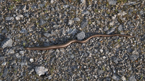 Western slow worm (Anguis fragilis), on a grey road covered with pebbles, Norway