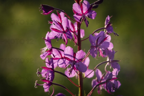 A close-up of a willowherb in bloom with pink flowers, Norway