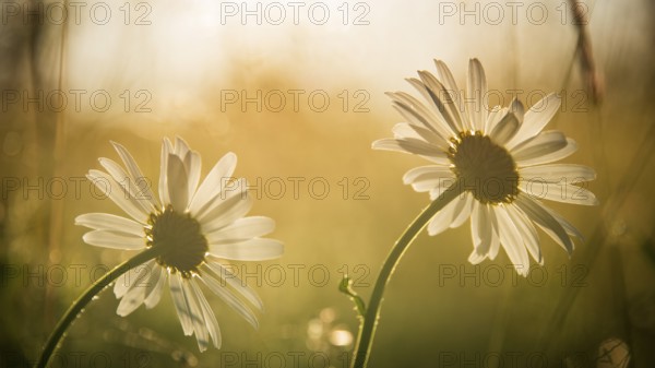 Two meadow daisies (Leucanthemum vulgare) in bloom in a meadow, golden evening light, backlight, Norway