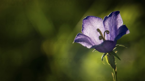 Peach-leaved bellflower (Campanula persicifolia) with purple flower in a green meadow, backlight, Norway