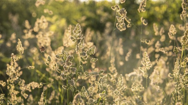 Grasses in the evening sunlight, backlight, Norway