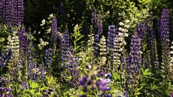 Purple and white flowering lupine blossoms (Lupinus), Norway