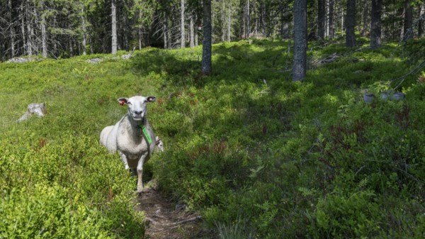 A single sheep stands on a forest path, Olavsweg or Olavsleden, Norway