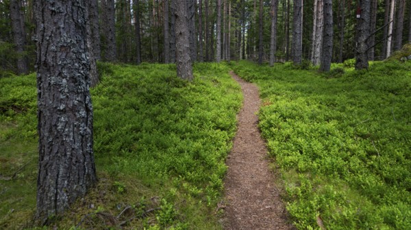 Narrow path winds through a dense, green coniferous forest, ground covered with blueberry bushes, Olavsweg or Olavsleden, Norway