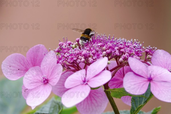 Hydrangea in bloom with bumblebee, summer, Germany