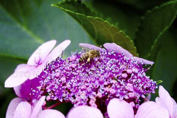 Flowering hydrangea with bee, summer, Germany
