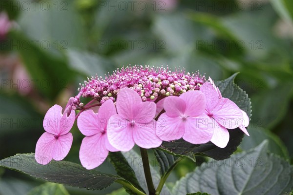 Hydrangea in bloom, summer, Germany