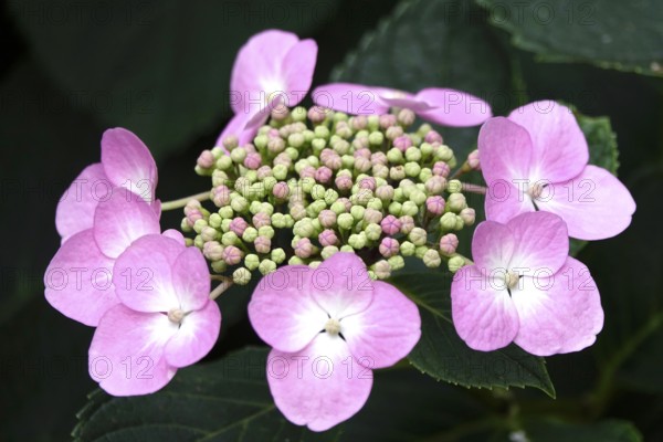 Hydrangea in bloom, summer, Germany