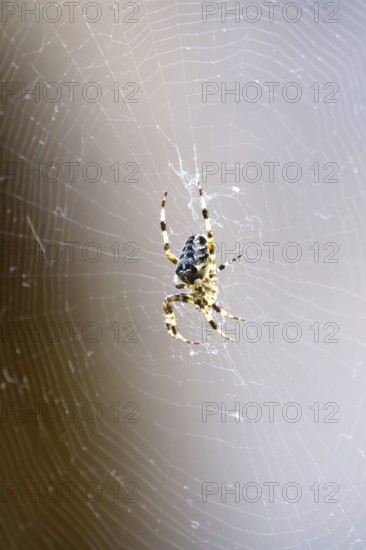 Cross spider in its web, summer, Germany