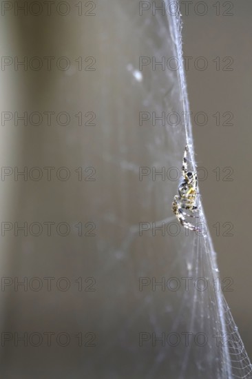 Cross spider in its web, summer, Germany