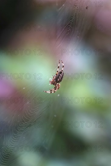 Cross spider in its web, summer, Germany
