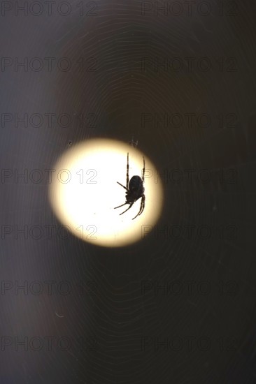 Cross spider in its web, summer, Germany