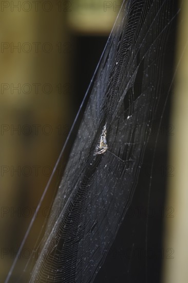 Cross spider in its web, summer, Germany