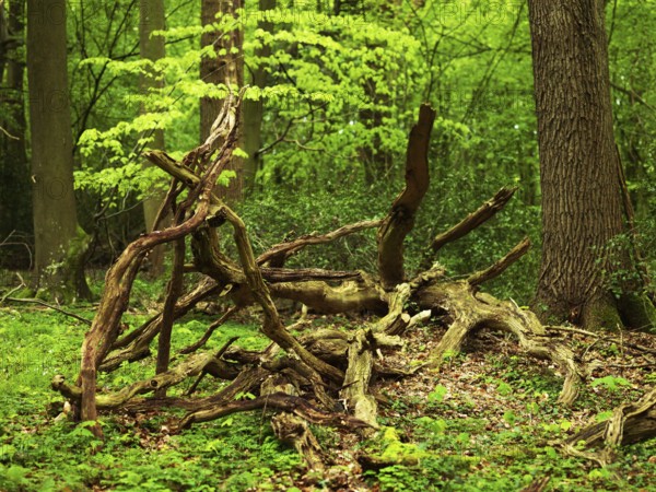 Deadwood, network of branches, Neuenburger Urwald, landscape conservation area, Lower Saxony, Germany, Niedersachsen, Germany