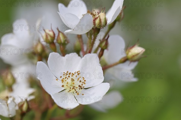 Bibernell rose (Rosa spinosissima L., syn.: Rosa pimpinellifolia L.), also called dune rose, earth rose, field rose, oat rose, prickly rose, spiky rose and rock rose, is one of the oldest wild rose species, dog rose, flowers on a bush, Wilnsdorf, North Rhine-Westphalia, Germany