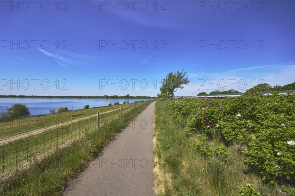 Alfsee reservoir, flood protection, flood retention basin, footpath and cycle path, fence, nature reserve, trees, grass, shrubs, potato rose (Rosa rugosa), blue sky, cirrostratus clouds, Alfhausen, Osnabrück district, Lower Saxony, Germany