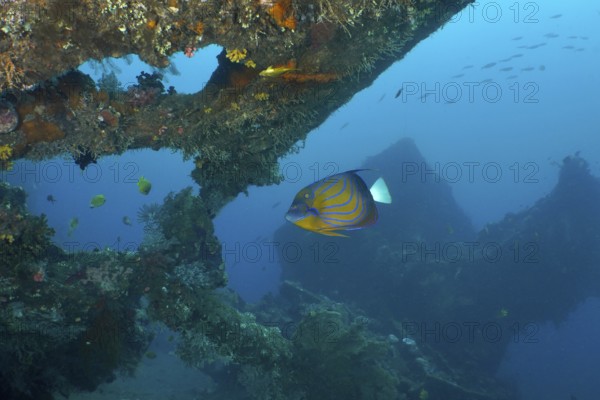 Colourful fish swim through overgrown wreckage under water. Dive site USAT Liberty, Tulamben, Bali, Indonesia