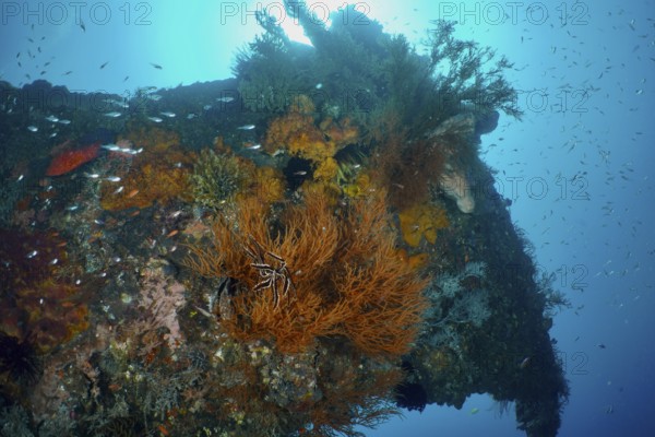 Lush overgrown wreck with corals and marine life. Dive site USAT Liberty, Tulamben, Bali, Indonesia