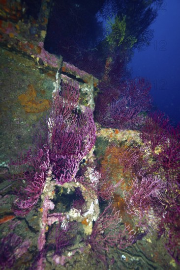 Purple and orange corals around a ladder of a shipwreck in a colourful underwater landscape. Dive site wreck le Donator, Giens peninsula, Provence Alpes Côte d'Azur, France