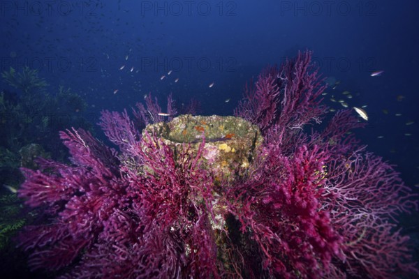 Dense coral growth on an underwater wreck in deep blue. Dive site wreck le Donator, Giens peninsula, Provence Alpes Côte d'Azur, France