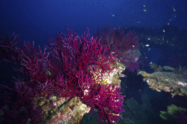 Animated underwater world with purple-coloured corals on a shipwreck and fish swimming around. Dive site wreck le Donator, Giens peninsula, Provence Alpes Côte d'Azur, France