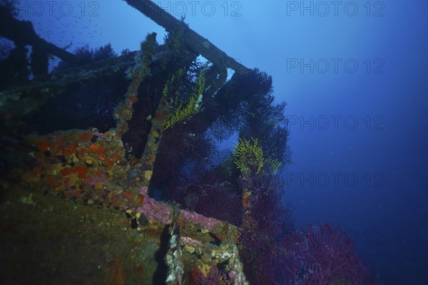 Underwater wreck overgrown with colourful soft corals in a deep blue environment. Dive site wreck le Donator, Giens peninsula, Provence Alpes Côte d'Azur, France